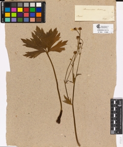 Ranunculus brutius Ten.