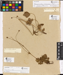 Ranunculus nemorosus De Candolle