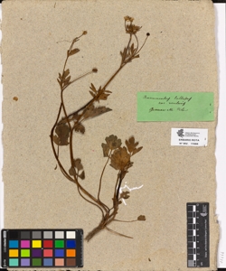 Ranunculus bulbosus var rivularis