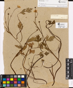 Ranunculus repens