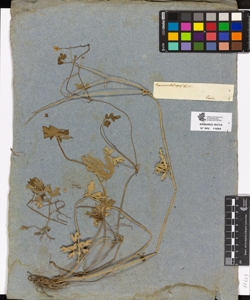 Ranunculus repens Linn.