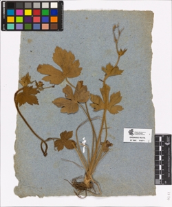 Ranunculus sp.