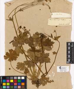 Ranunculus lanuginosus Linn.