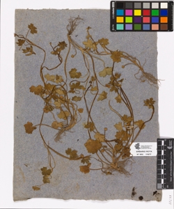 Ranunculus sp.