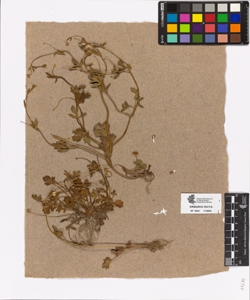 Ranunculus sp.
