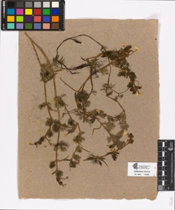 Ranunculus sp.