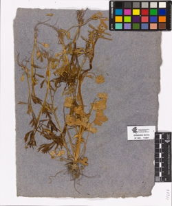 Ranunculus sp.