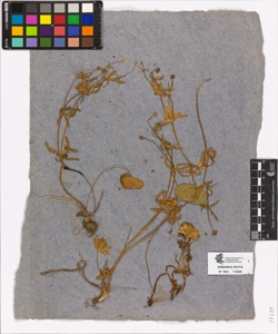 Ranunculus sp.