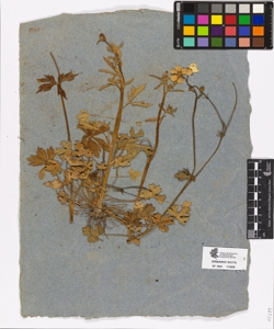Ranunculus sp.