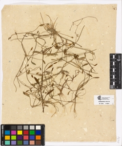 Ranunculus sp.