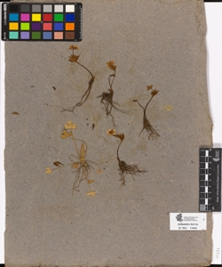 Ranunculus sp.