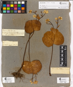 Ranunculus thora Reich.