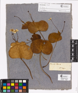Ranunculus thora L.