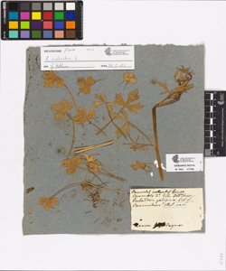 Ranunculus sceleratus Linn.