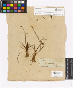 Ranunculus gramineus L.