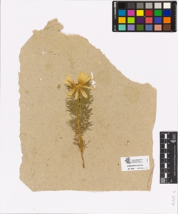 Aconitum sp.
