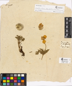 Ranunculus sp.