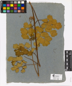 Centaurea nervosa subsp. integrifolia [...]
