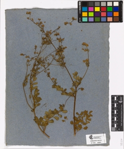 Centaurea nervosa W.