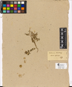 Cardamine thalictroides