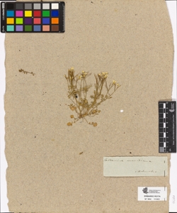 Cardamine maritima