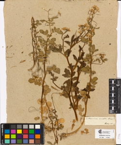 Cardamine amara Linn.