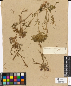 Cardamine hirsuta Linn.