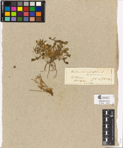 Cardamine resedifolia L.