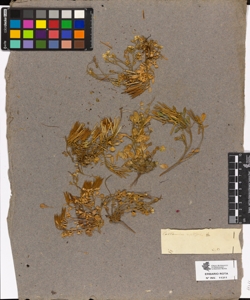 Cardamine resedifolia L.