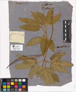 Dentaria enneaphylla L.