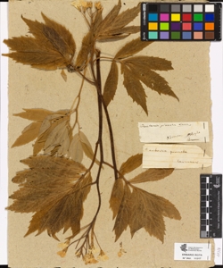 Dentaria pinnata Lam.