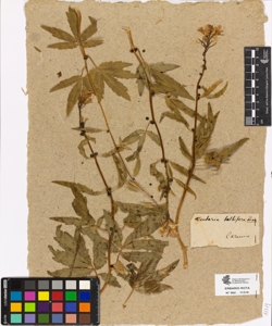 Dentaria bulbifera Linn.