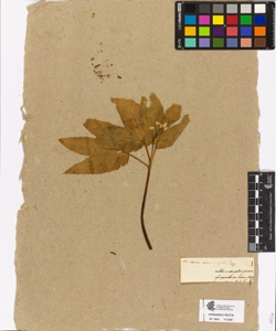 Dentaria enneaphylla L.