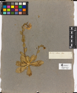 Arabis collina Ten.
