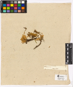 Arabis coerulea