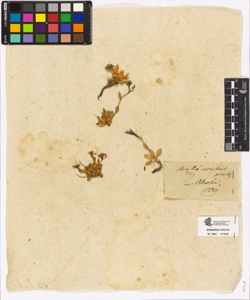 Arabis coerulea Wulf.