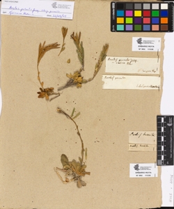 Arabis pumila