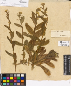 Hutchinsia alpina R.Brown