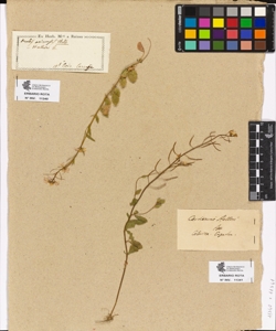 Arabis ovirensis Wulf.