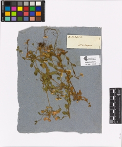 Arabis halleri L.