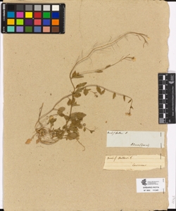Arabis halleri L.