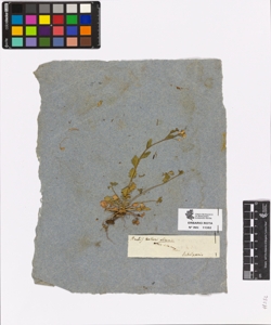 Arabis halleri L.