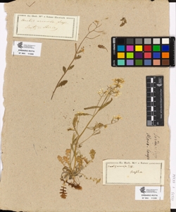 Arabis arenosa Scop.