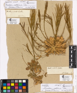 Arabis muralis Bert.