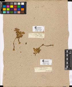 Arabis ciliata R.Brown.