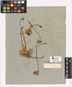 Arabis ciliata subsp. hirsuta