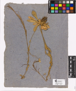 Arabis sp.
