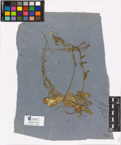 Arabis sp.