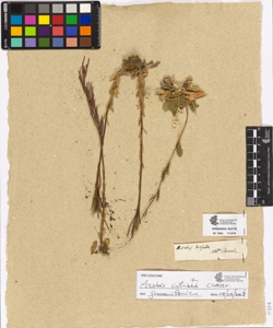 Arabis hirsuta