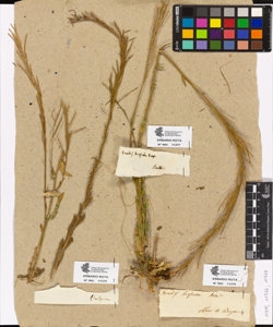 Arabis sp.